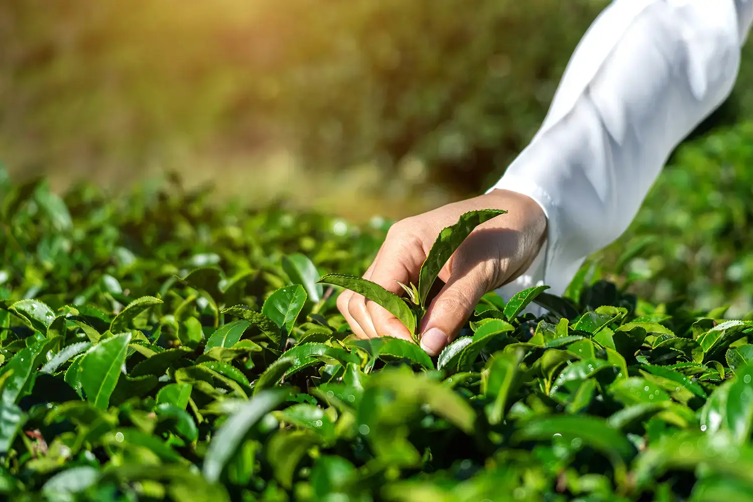Main cueillant des feuilles de thé fraîches dans une plantation de thé vert en plein air