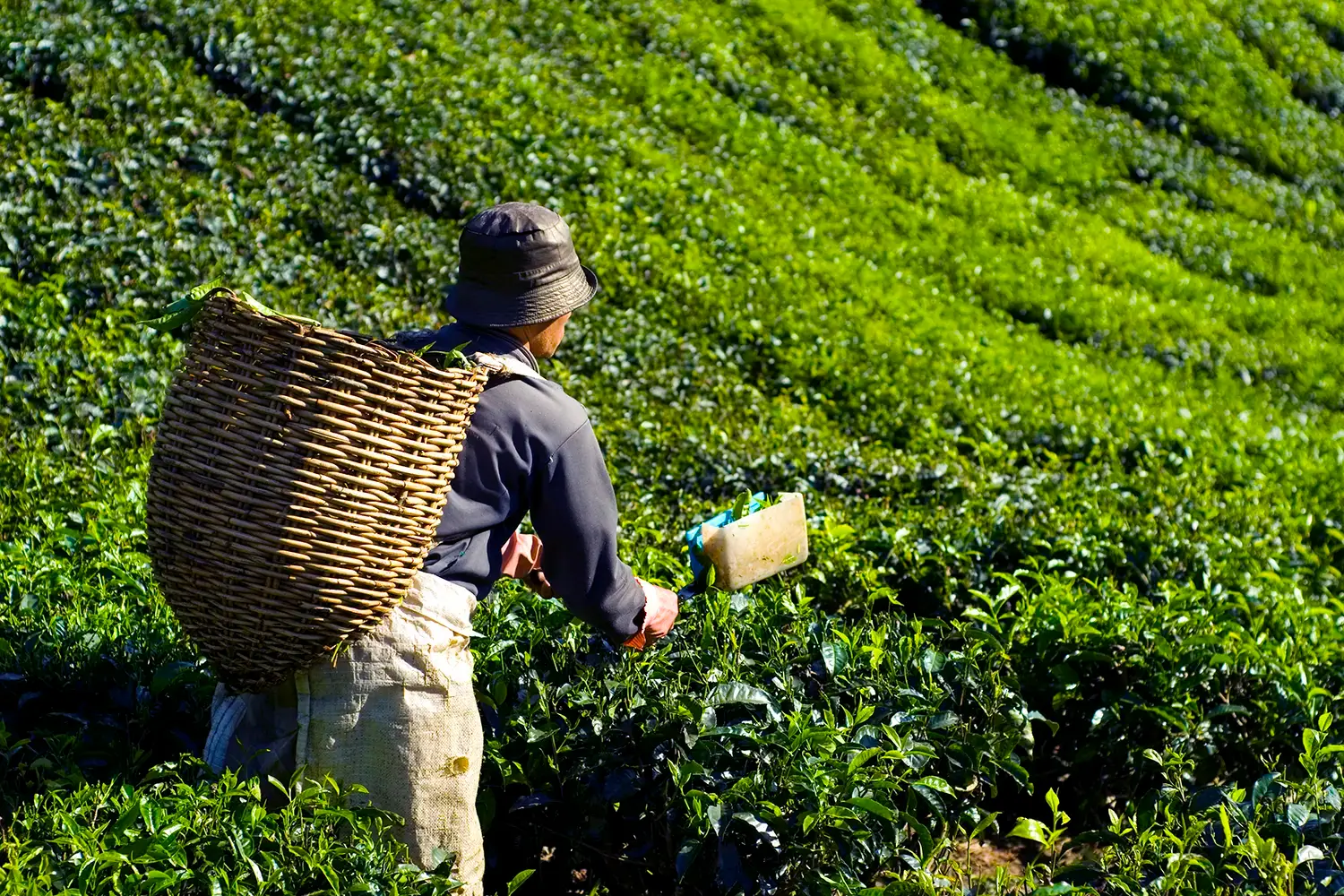 Travailleur récoltant des feuilles de thé dans une plantation verdoyante avec panier en osier